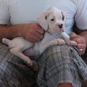 lap dog