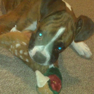 love my pheasant