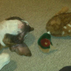 Kai and his very early christmas Pheasant
