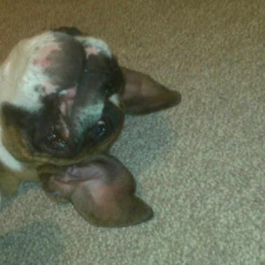 happy puppy <3