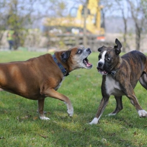boxer004