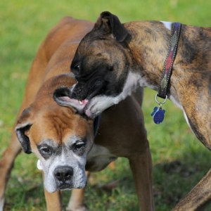 boxer005