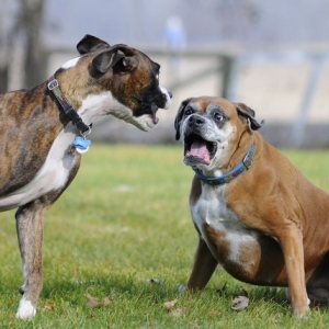 boxer008