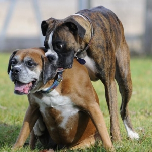 boxer011