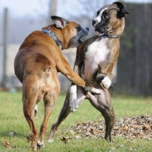 boxer012