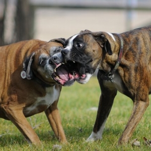 boxer021