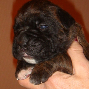 Brindle-Dog-1