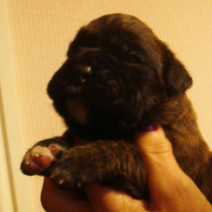 Brindle-Dog