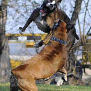Holy Flyin' Fred