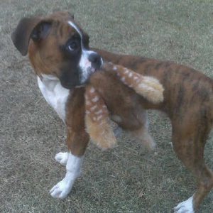 killed the pheasant