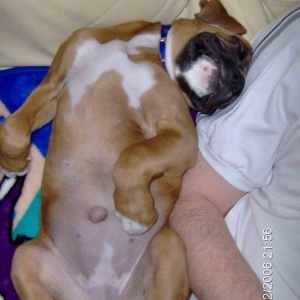 puppy franks
