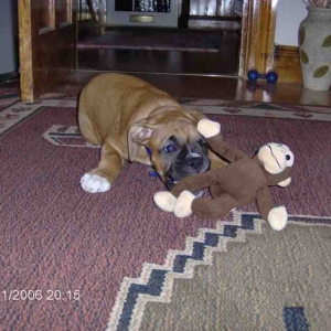 monkey!