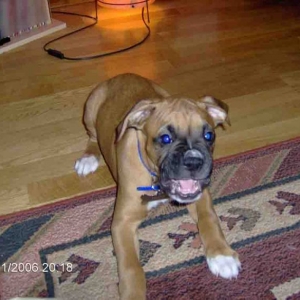 barky baby
