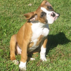 11 weeks