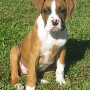 11 weeks