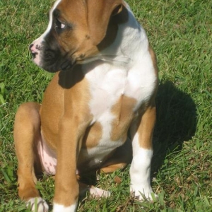 11 weeks