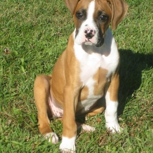 11 weeks