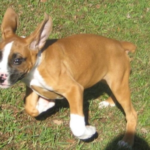 11 weeks