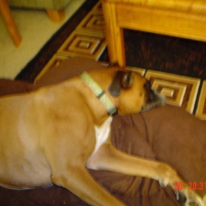 "Bella" Kona
