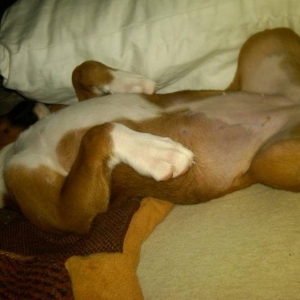 Lazy Dog