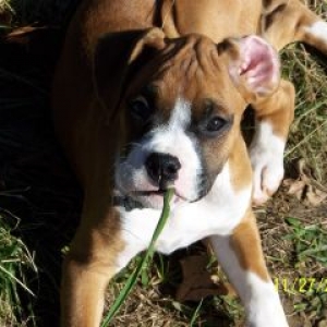 Our Lil girl 12 weeks old