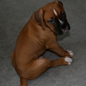 Zeus015