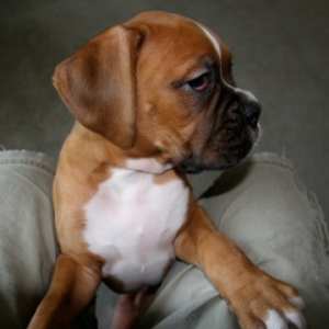 Zeus016