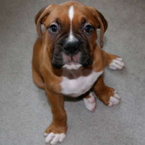 Zeus019