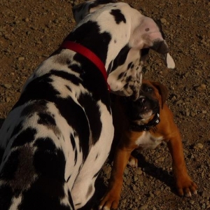 Same age great dane