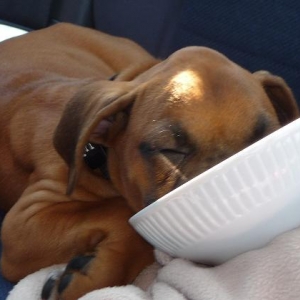 Sleepy boy