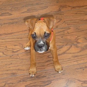 duke6