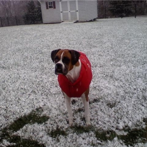 Kelseigh in the snow