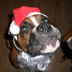 Santa Bo!