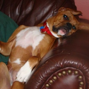 Lillisseat