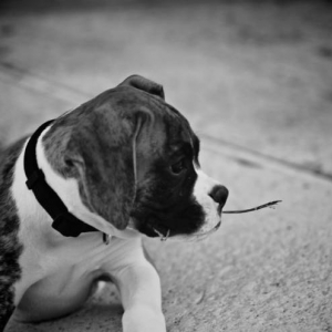 young dillinger