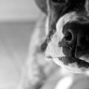 nose