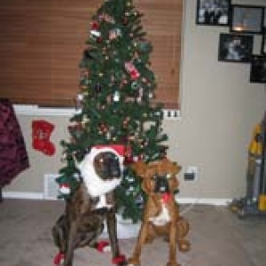 Oskar and Bella (Santa and Reindeer)