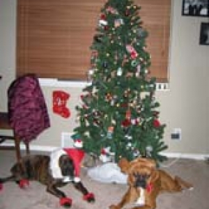 Oskar and Bella (Santa and Reindeer) 2