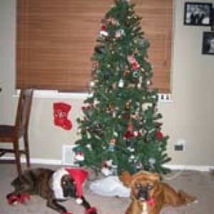 Oskar and Bella (Santa and Reindeer) 3