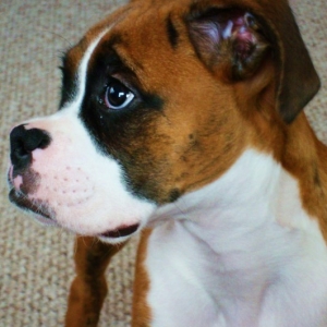 Sebastian @ 4 months old