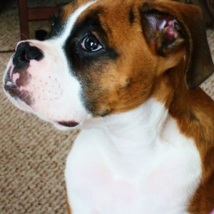 Sebastian @ 4 months old