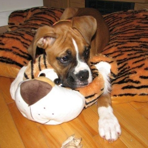 Roxie