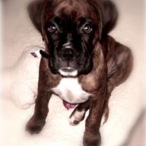 LuLu Bear