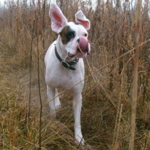 Stella Flying!