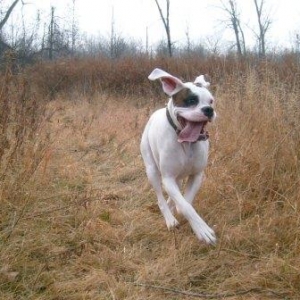 Stella Action