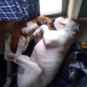 Reggie sleeping on Molly
