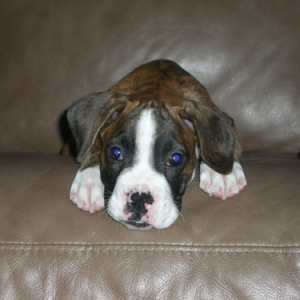 Diesel on the couch