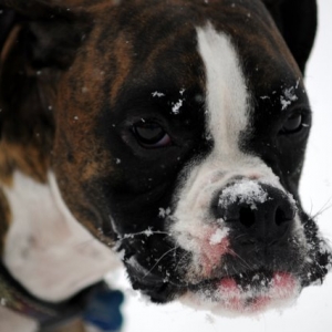 Snow Face