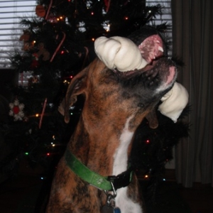 Brawny and his bone!