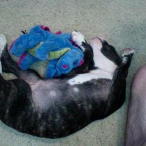 Puppy Kevin with his dragon